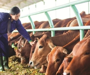 Nguồn thu của bầu Đức vẫn trông vào bò