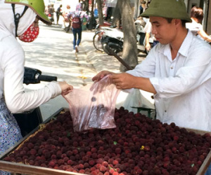 "Đặc sản lừa" thanh mai: Gây sốt rồi mất tích