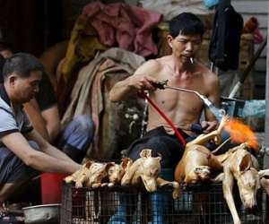 11 triệu chữ ký phản đối lễ hội thịt chó Trung Quốc