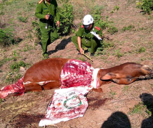 Kinh hãi nạn trộm bò, chặt đùi táo tợn