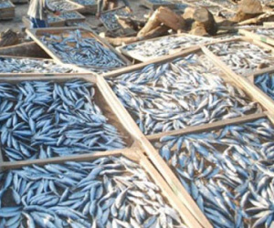 30 tấn cá nục, lấy 1 mẫu rồi kết luận nhiễm độc là phản khoa học
