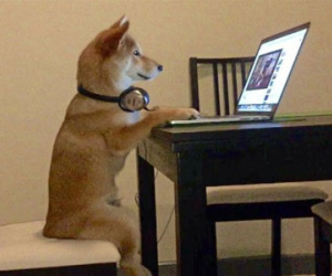 Chú chó shiba ngồi trên ghế xem phim như người