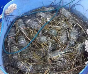 Hé lộ nguyên nhân tôm hùm chết đồng loạt ở Phú Yên