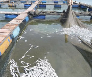 14 doanh nghiệp bị kiện vì xả thải làm cá chết hàng loạt