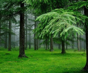 6 biểu tượng phong thủy giúp tăng cường sức khỏe và tuổi thọ