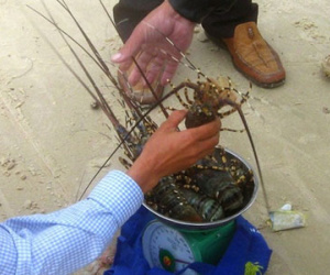 Tôm hùm chết hàng loạt, ước thiệt hại trên 20 tỷ