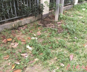 Tự sinh con tại nhà rồi chết thảm, 2 mẹ con bị ông bố trẻ chôn ngay trong vườn