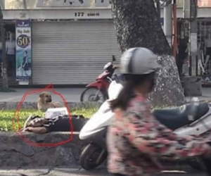 Hi hữu ở HN: Chủ say rượu ngủ giữa đường, chó nhất quyết đứng trông