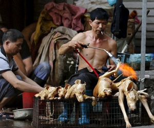 Trung Quốc tổ chức lễ hội thịt chó bất chấp sự phản đối