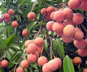 1 kg vải thiều gánh 8.000 đồng chi phí