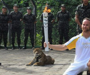 Báo đốm trong lễ rước đuốc Olympic Brazil bị bắn chết