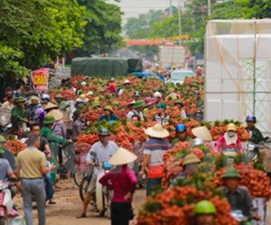 Quốc lộ 31 tắc nghẽn vì thương lái mua vải