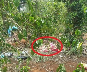 Khống chế bé gái đưa vào rẫy cà phê, dùng vũ lực hiếp dâm