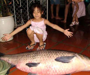 "Thủy quái" Hồ Tây: Những lời đồn và sự thật