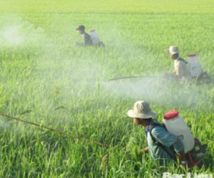 Mỗi ngày chi 20,5 tỉ đồng nhập thuốc trừ sâu TQ: Việt Nam đang tự đầu độc chính mình