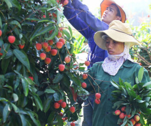 Nghề bẻ vải thuê đắt khách ở Bắc Giang