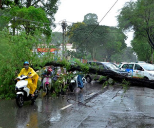 Cây đổ la liệt trong mưa lớn ở Sài Gòn