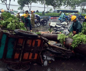 Cổ thụ bật gốc đè gãy chân người đi đường ở Sài Gòn