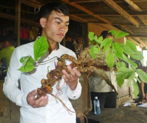 Củ sâm Ngọc Linh "khủng" giá 200 triệu ở Quảng Nam có gì đặc biệt?