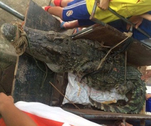 Bắt được cá sấu hơn 70kg ở hồ câu nổi tiếng Hà Nội