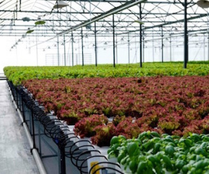 Đại gia giàu nhất Việt Nam lần lượt dắt nhau làm nông nghiệp