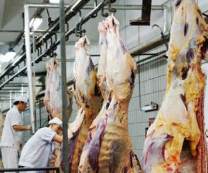 Cấm xuất khẩu bò cho Việt Nam, phía Úc lên tiếng