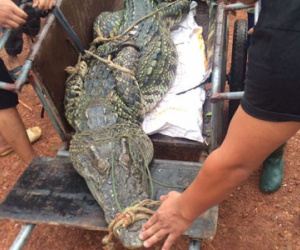 Truy tìm nguồn gốc của con cá sấu nặng hơn 70kg trong đầm Vân Trì