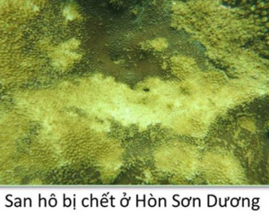 Bộ ảnh đáy biển miền Trung bị hủy diệt khiến ai nhìn cũng phải xót xa