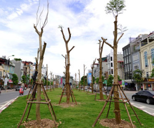 Hà Nội trồng hàng trăm cây phượng trên dải phân cách
