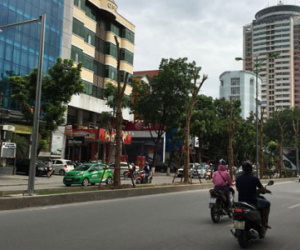 Hà Nội trồng nhiều phượng: Công ty cây xanh nói "không ngại"
