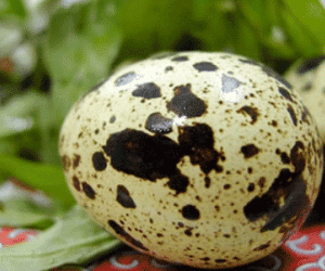 Muốn sống lâu, mỗi ngày nên ăn 5-6 trứng cút