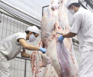 Nguy cơ Úc cấm xuất bò sang Việt Nam vì giết bò bằng búa tạ