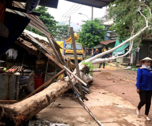 Cây xanh cao 20 m bật gốc đè 2 nhà dân ở Sài Gòn