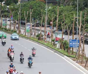 Hà Nội trồng nhiều phượng: Chuyên gia chê "vẫn lười suy nghĩ"