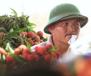 Vải thiều vừa qua biên giới Trung Quốc đã tăng giá gấp đôi