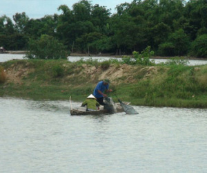 Bớt xén tiền hỗ trợ ngư dân sau vụ cá chết