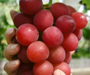 Chùm nho đắt nhất thế giới: 8 triệu đồng/quả