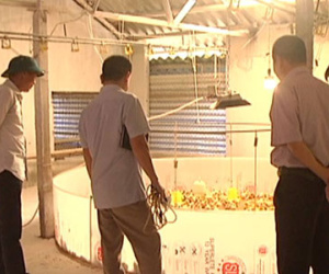 Nuôi gà trên cát kiếm tiền tỷ mỗi năm