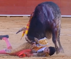 Tây Ban Nha gây tranh cãi vì giết mẹ bò tót để trả thù cho đấu sĩ thiệt mạng