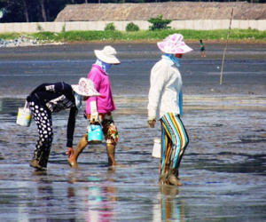 Thực hư chuyện nghêu chết diện rộng ở Cần Giờ