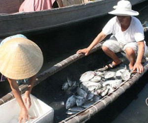 Huế: Cá nuôi bằng lồng gần cửa biển lại chết hàng loạt