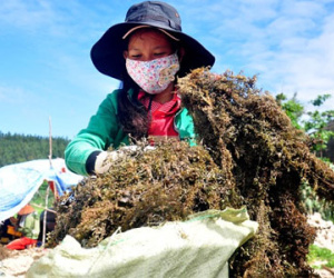 Ồ ạt khai thác rong mơ vùng biển Quảng Ngãi