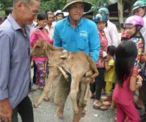 Bi hài cả ngàn người đổ xô chiêm ngưỡng, cúng bái cầu xin con bê 8 chân