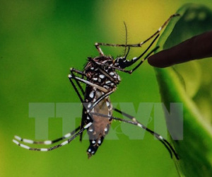 Phát hiện ca nhiễm virus Zika qua đường tình dục đầu tiên từ nữ giới