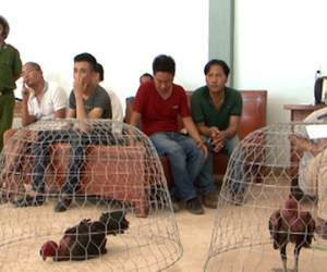 Trường gà "khủng" in nội quy cho con bạc