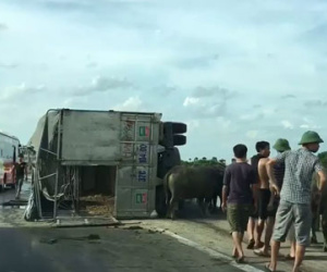 Cao tốc Pháp Vân - Cầu Giẽ tắc nghẽn do xe chở trâu va xe khách