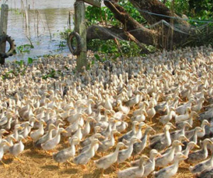 Quảng Ngãi: Người dân vứt hàng trăm con gà bệnh xuống kênh