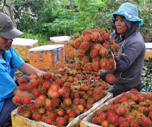Nông dân Đồng Nai ồ ạt trồng chôm chôm Thái