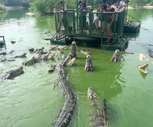 Rợn người du khách TQ dùng bè tạm bợ cho bầy cá sấu ăn