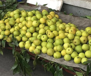 Quả lê lạ siêu ngọt dạt khắp vỉa hè Hà Nội
